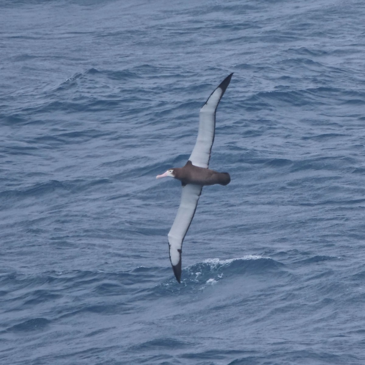 Snowy Albatross - ML647080777
