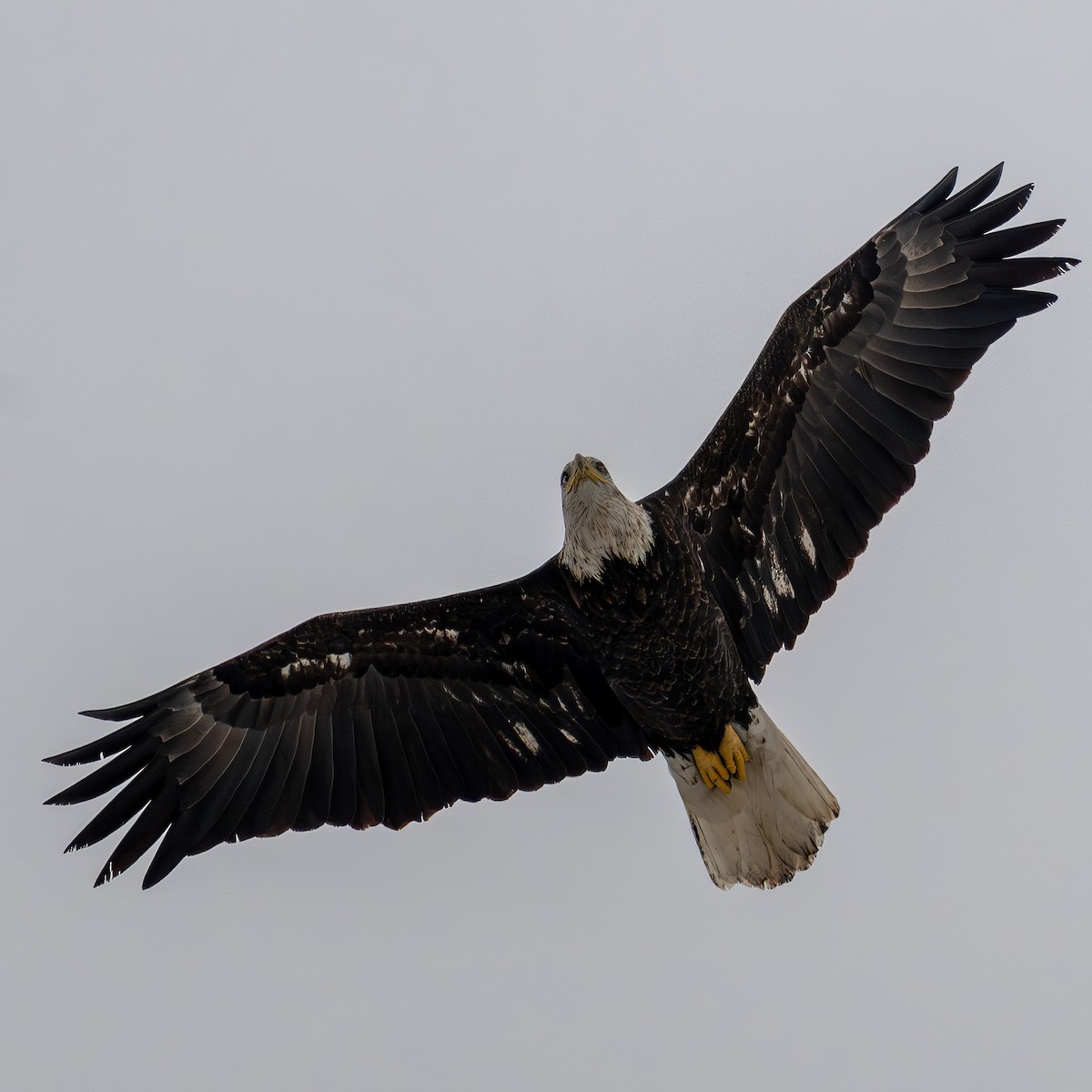 Bald Eagle - ML647080778
