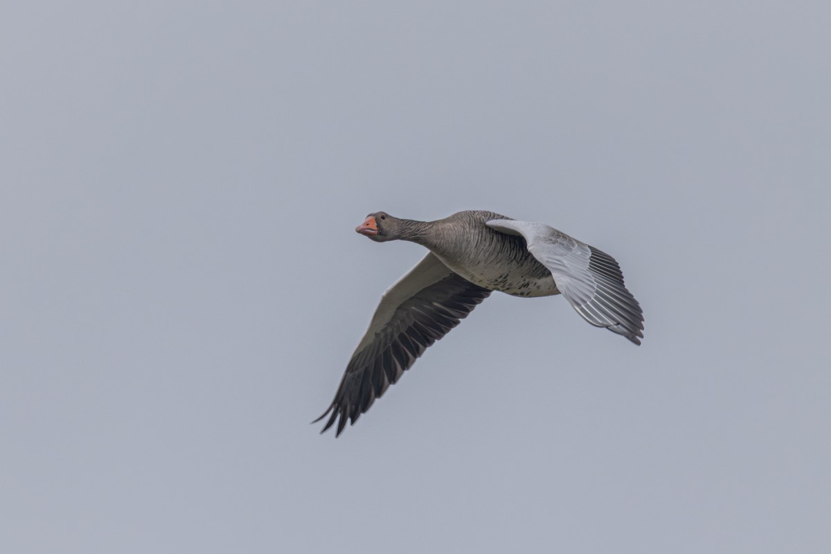 灰雁(anser) - ML647080781