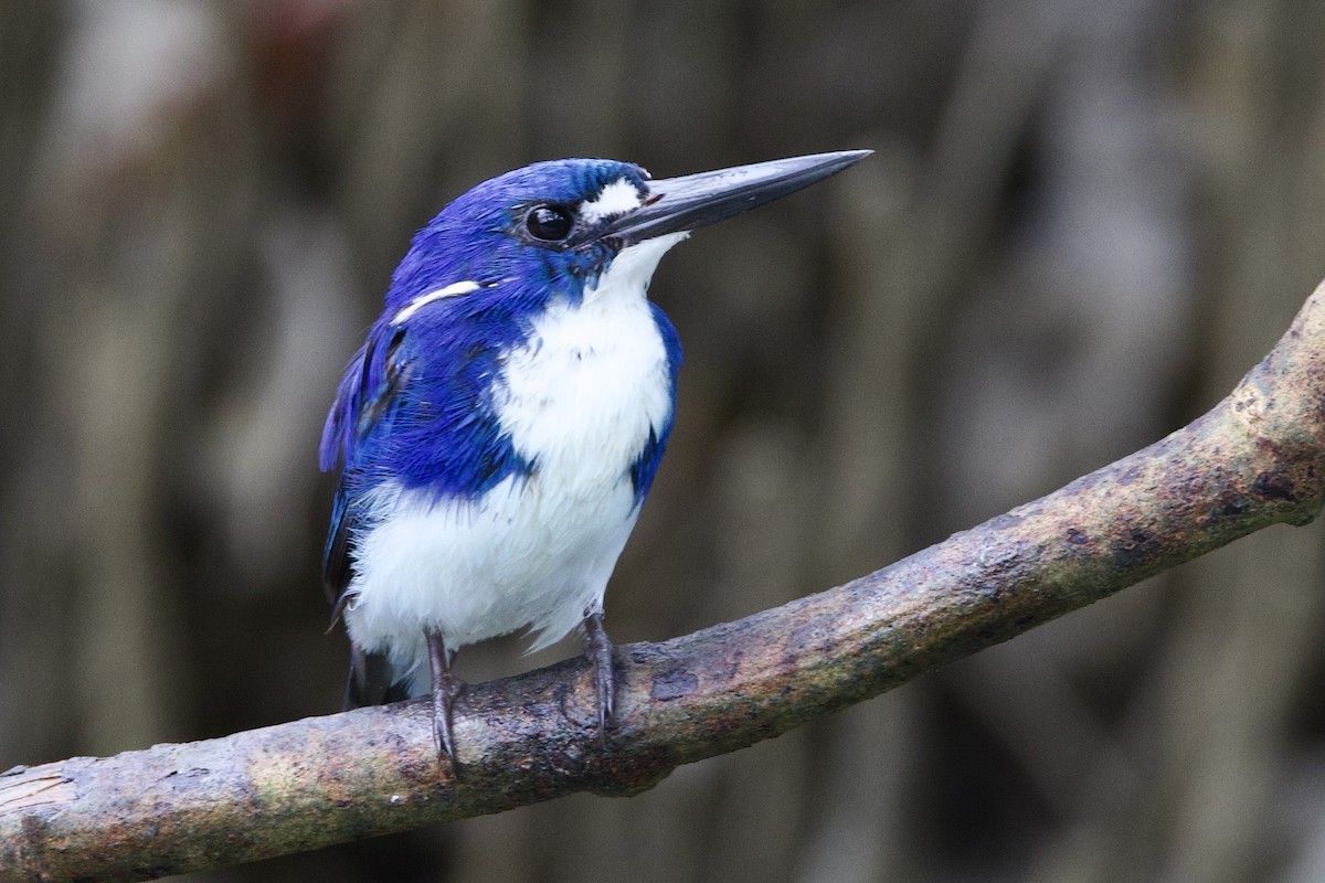 Küçük Mavi Yalıçapkını - ML647080782