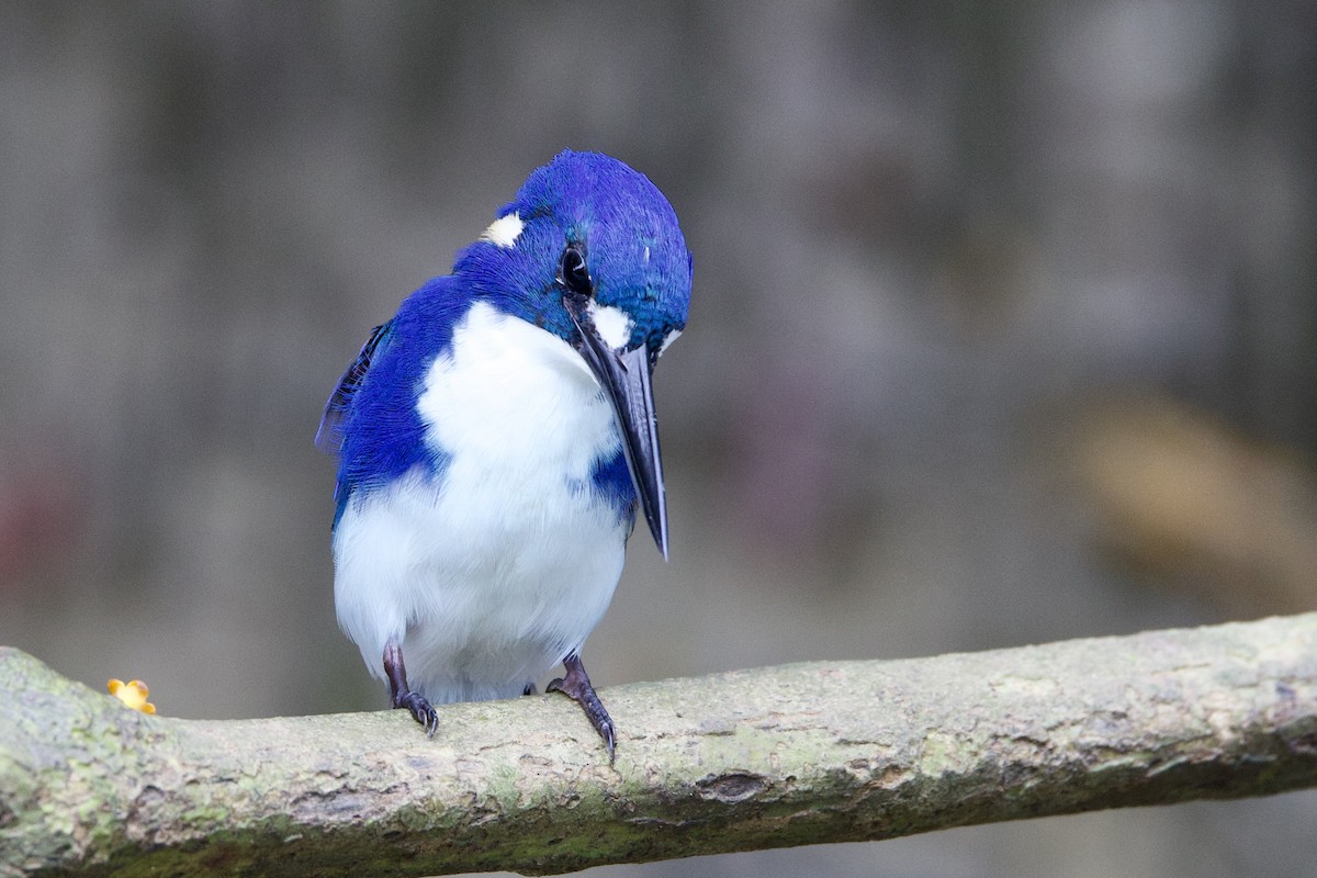 Küçük Mavi Yalıçapkını - ML647080783