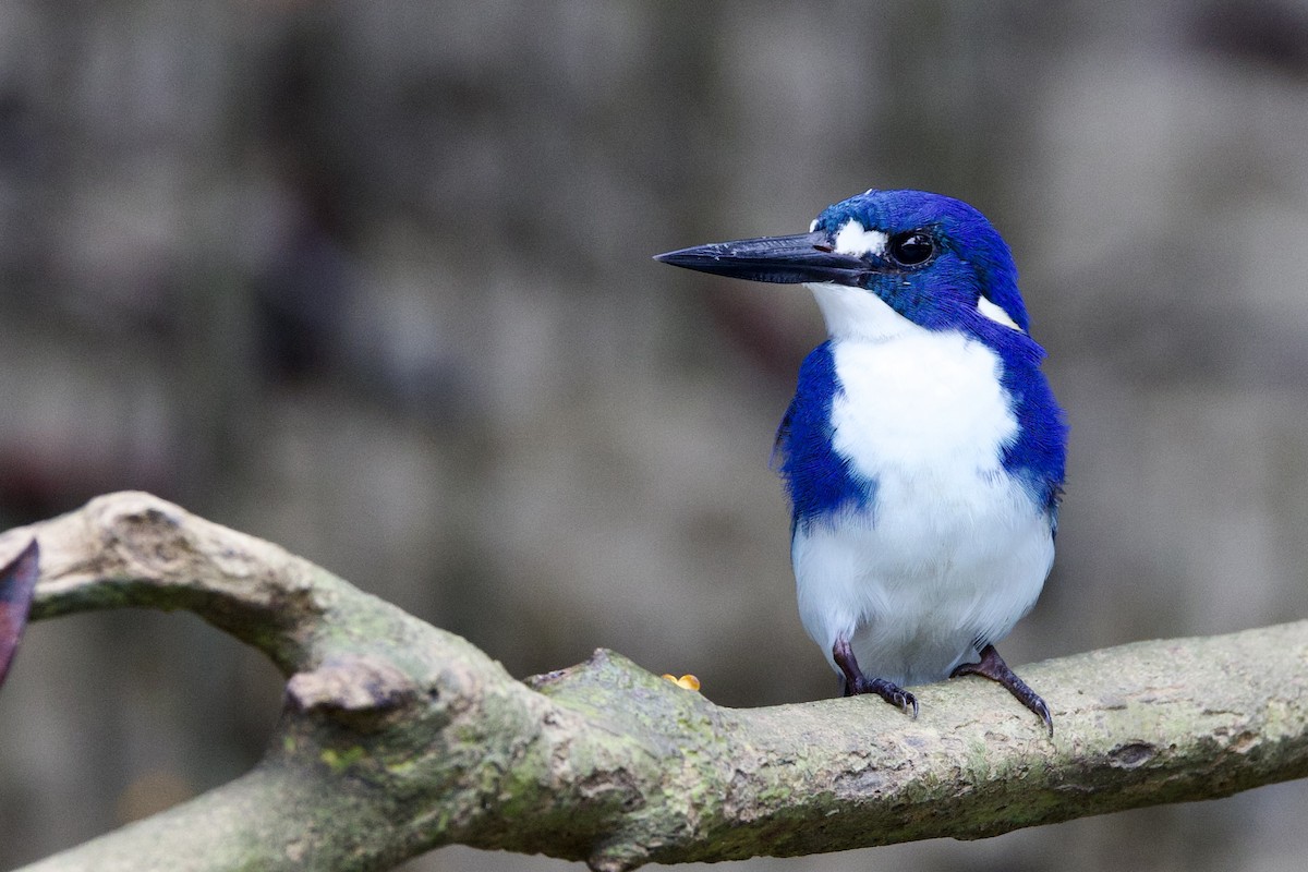 Küçük Mavi Yalıçapkını - ML647080784