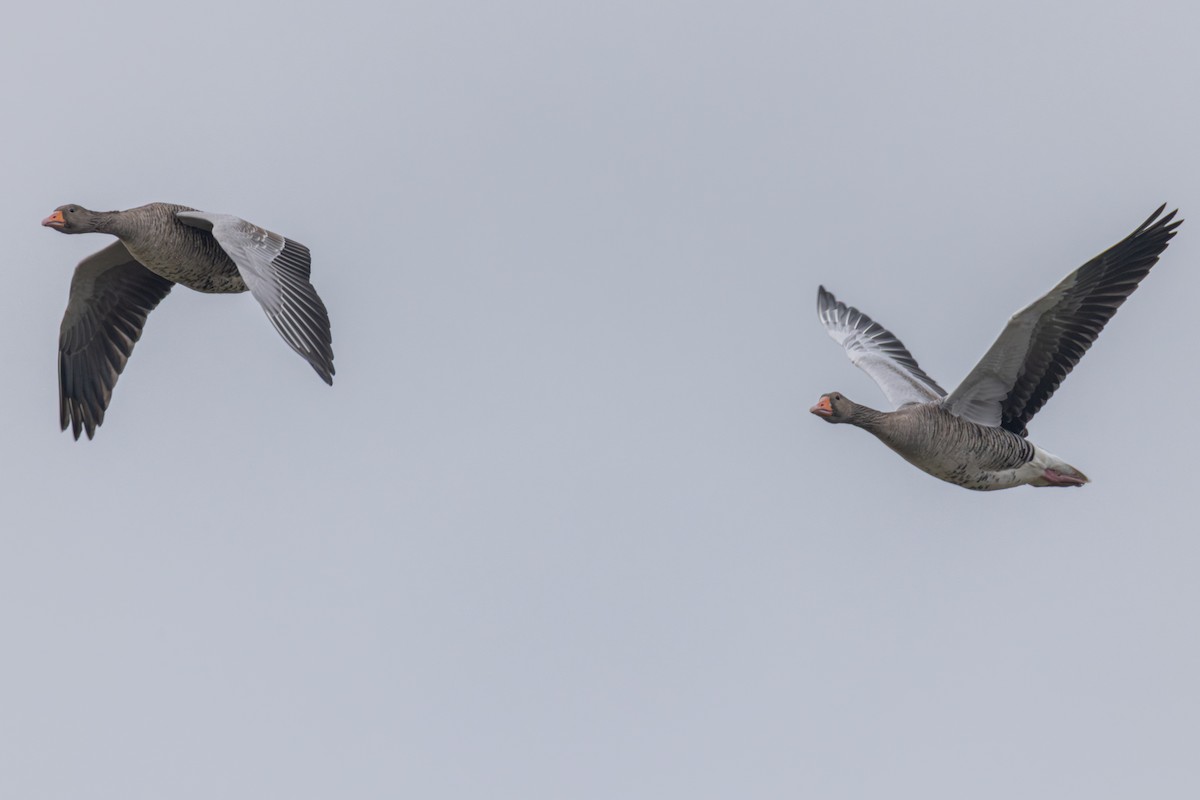 灰雁(anser) - ML647080785