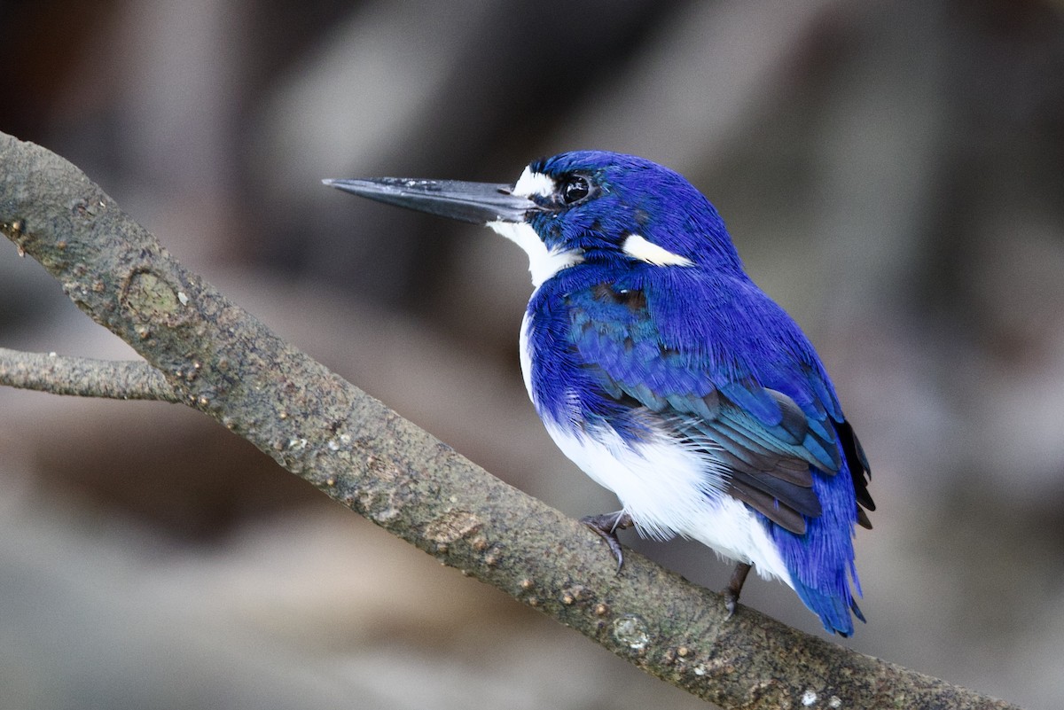 Küçük Mavi Yalıçapkını - ML647080786