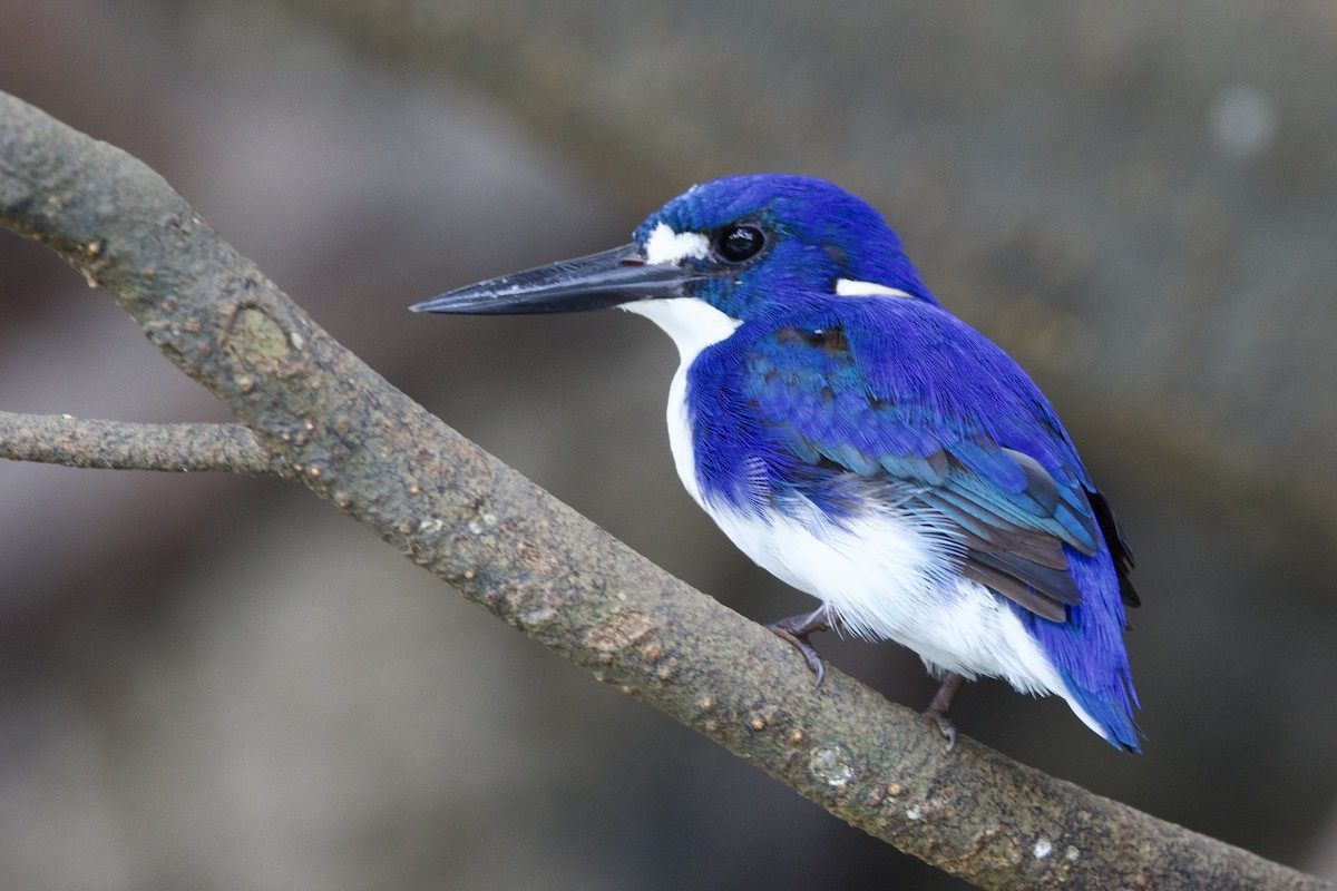 Küçük Mavi Yalıçapkını - ML647080787