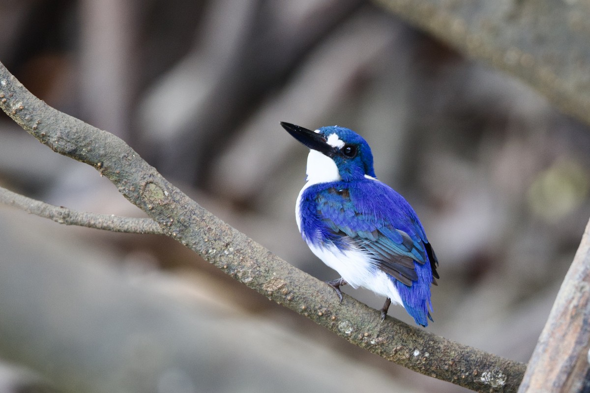 Küçük Mavi Yalıçapkını - ML647080788