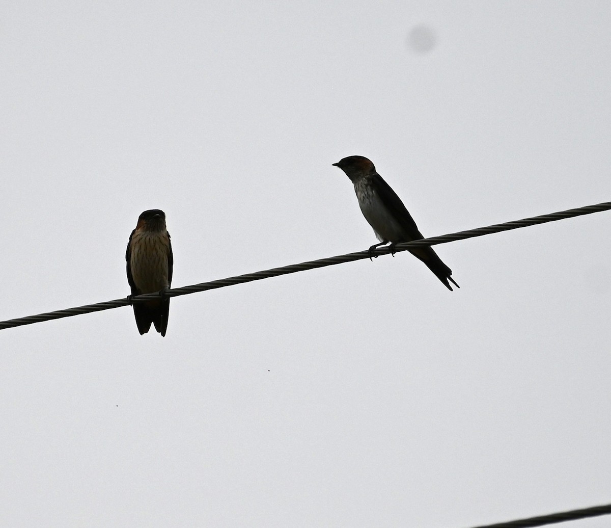 Eastern Red-rumped Swallow - ML647080791