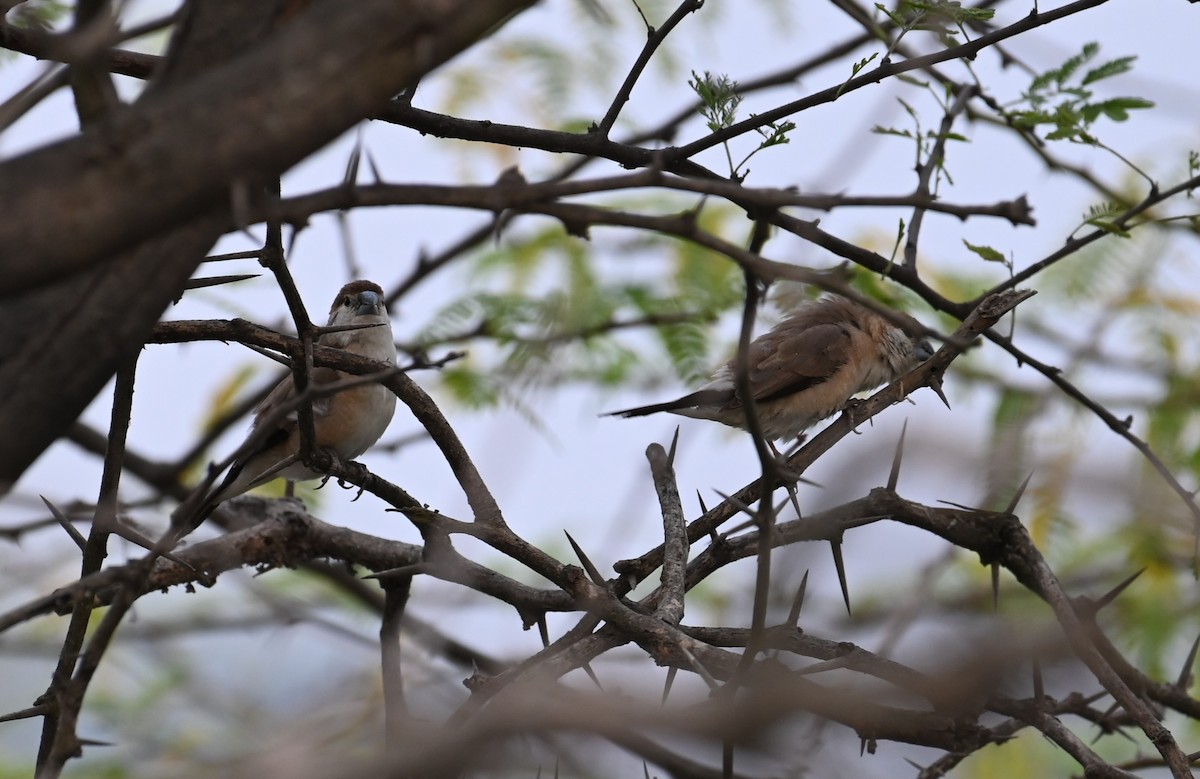 白喉文鳥 - ML647080809