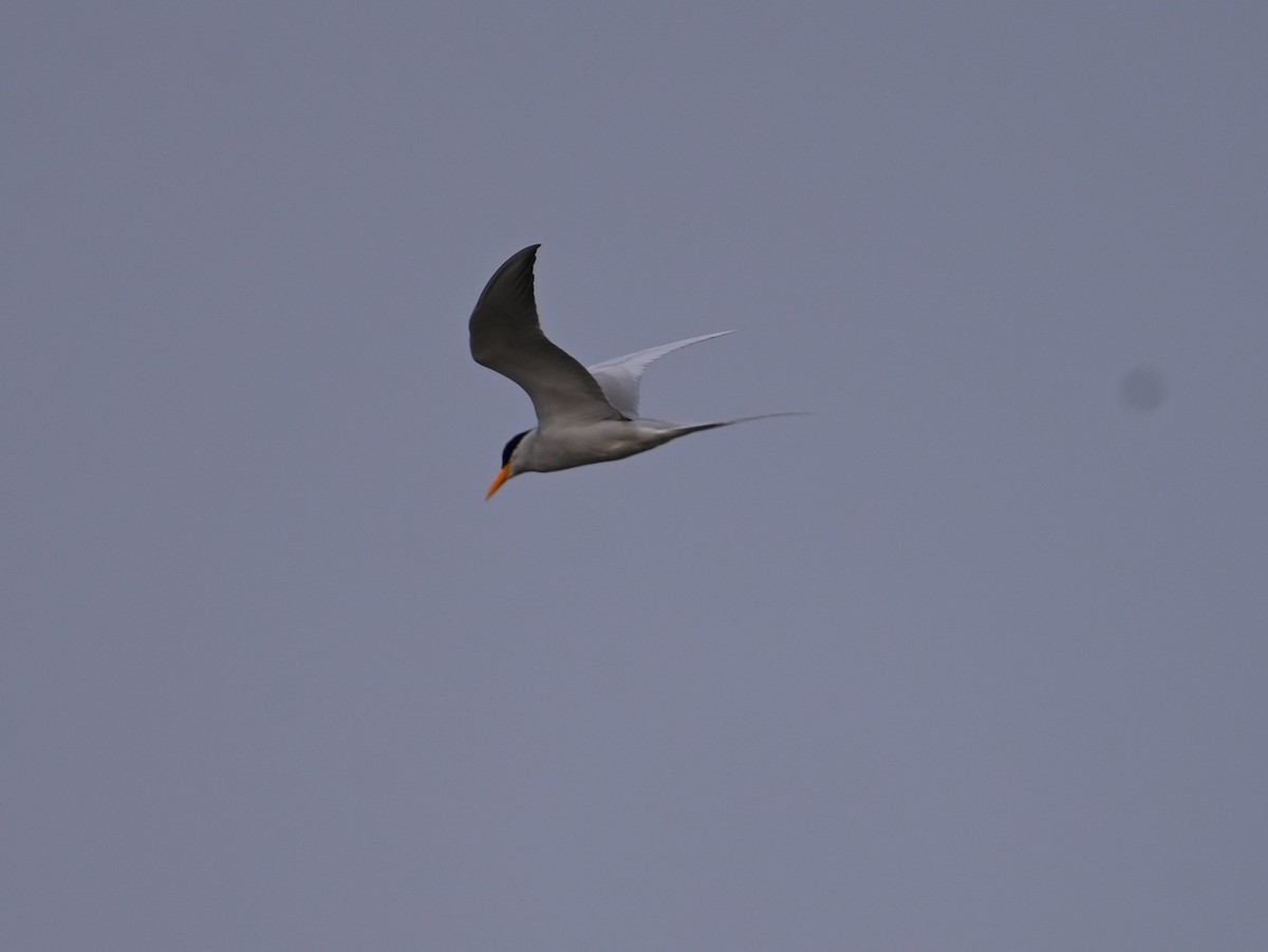 River Tern - ML647080815