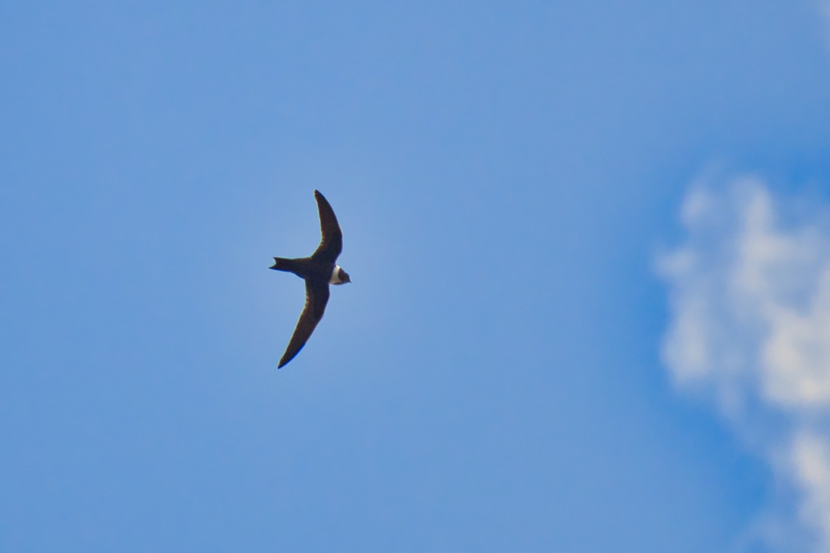 Vencejo Acollarado - ML647080816