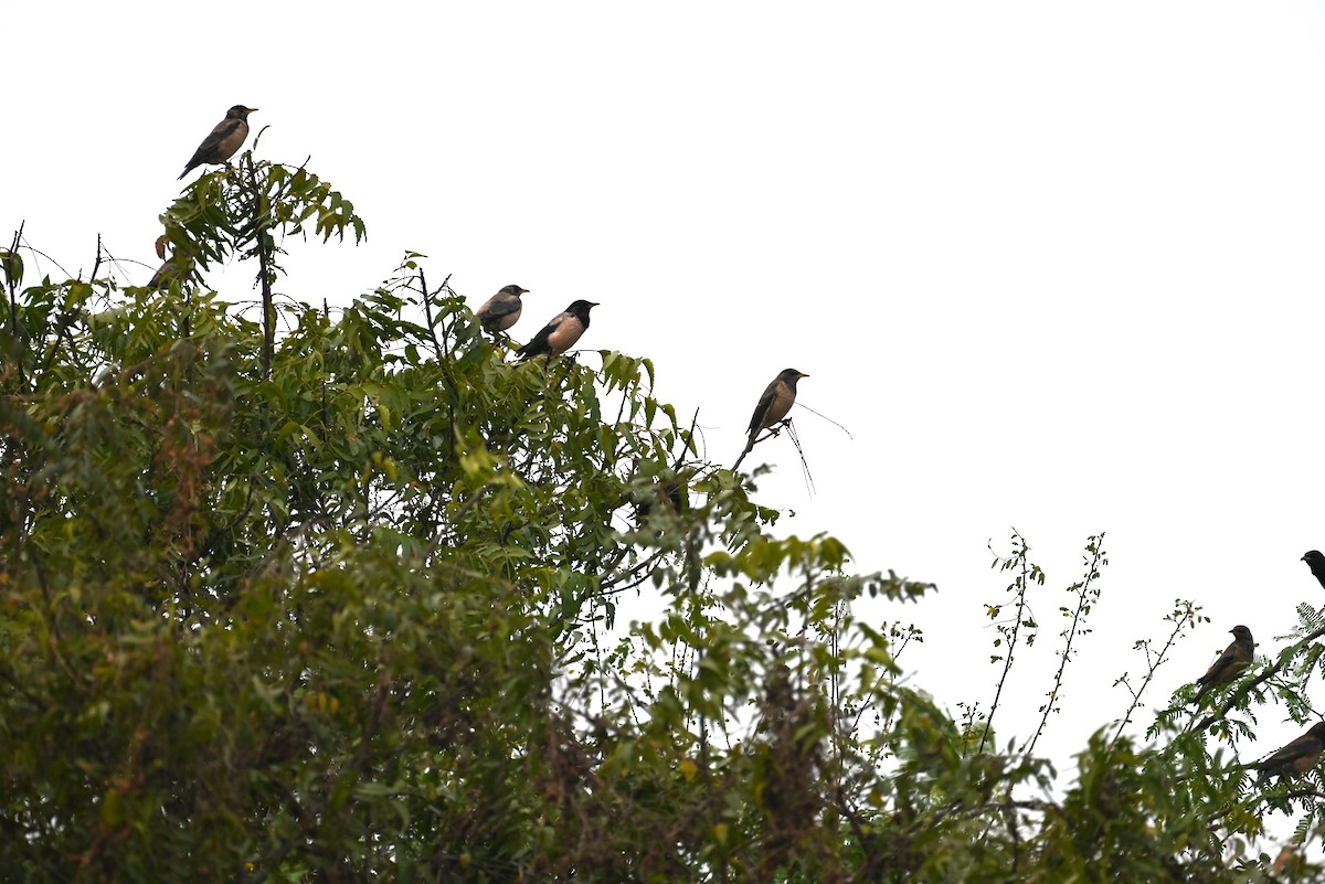 Rosy Starling - ML647080823