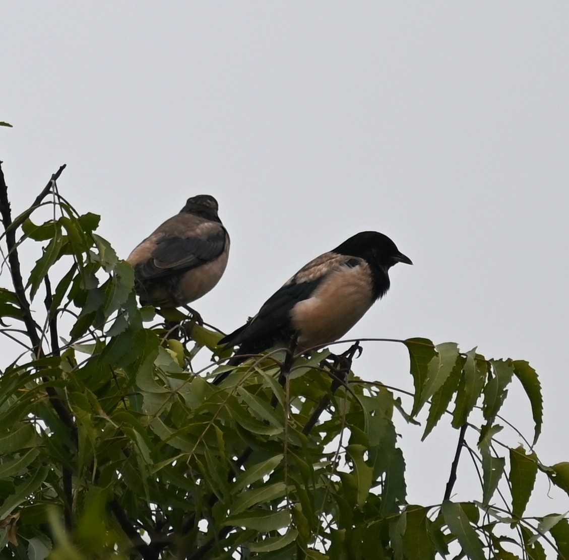 Rosy Starling - ML647080826