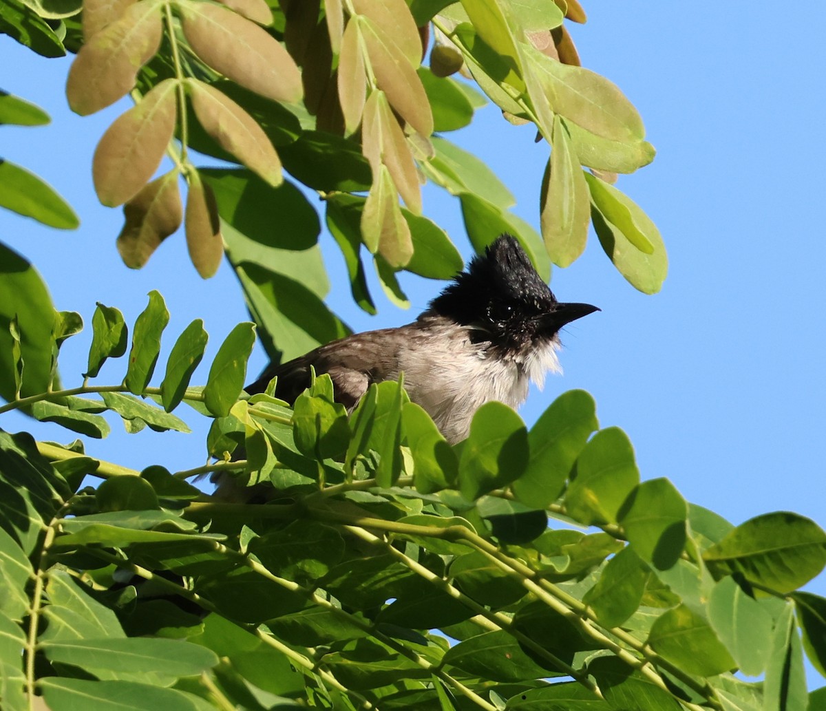Bulbul Ventridorado - ML647080827