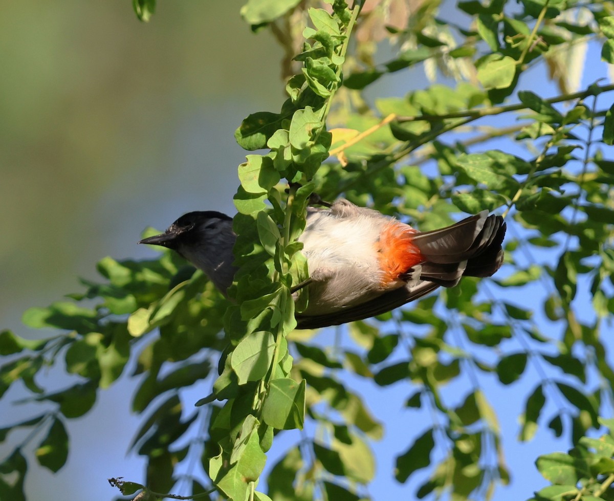 Bulbul Ventridorado - ML647080828