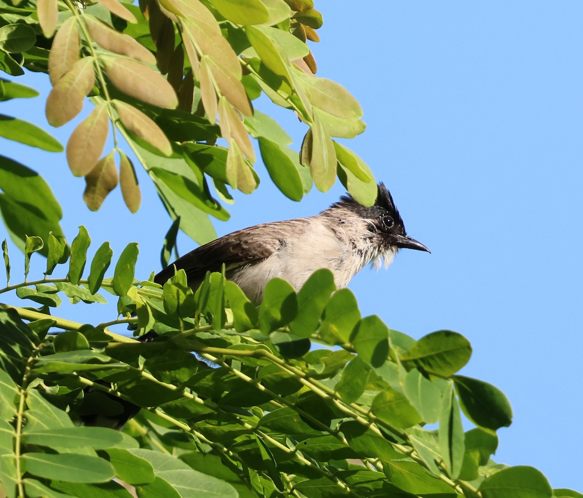 Bulbul Ventridorado - ML647080829