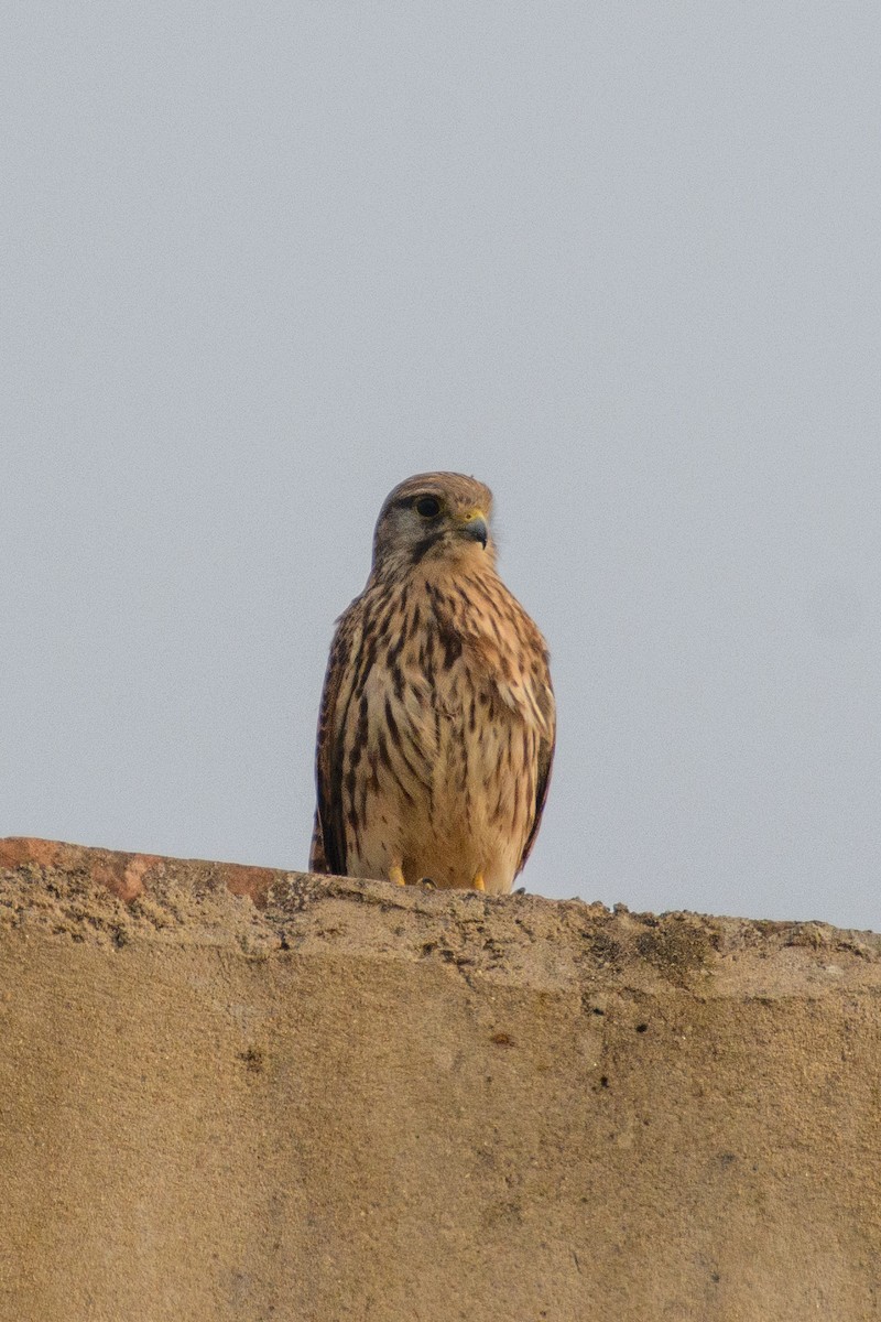 בז מצוי - ML647080835