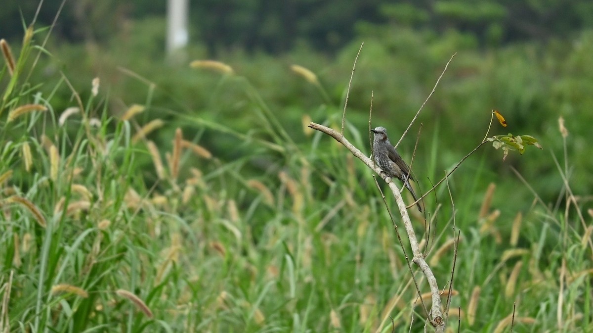 Brown-eared Bulbul - ML647080837