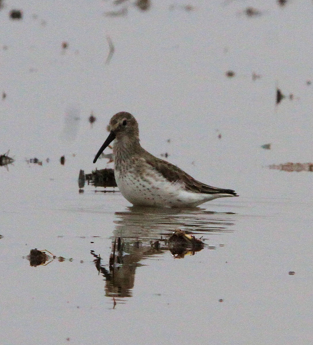 jespák obecný - ML647080838