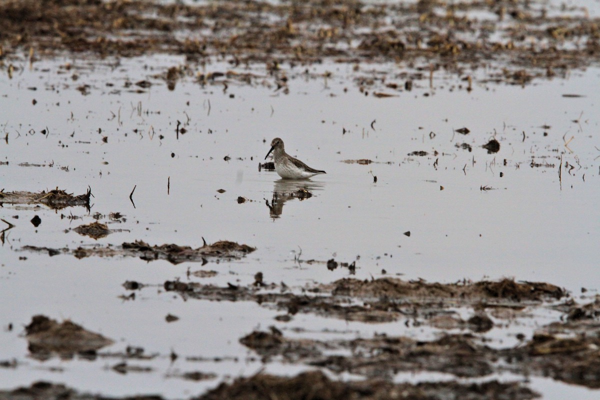 jespák obecný - ML647080839