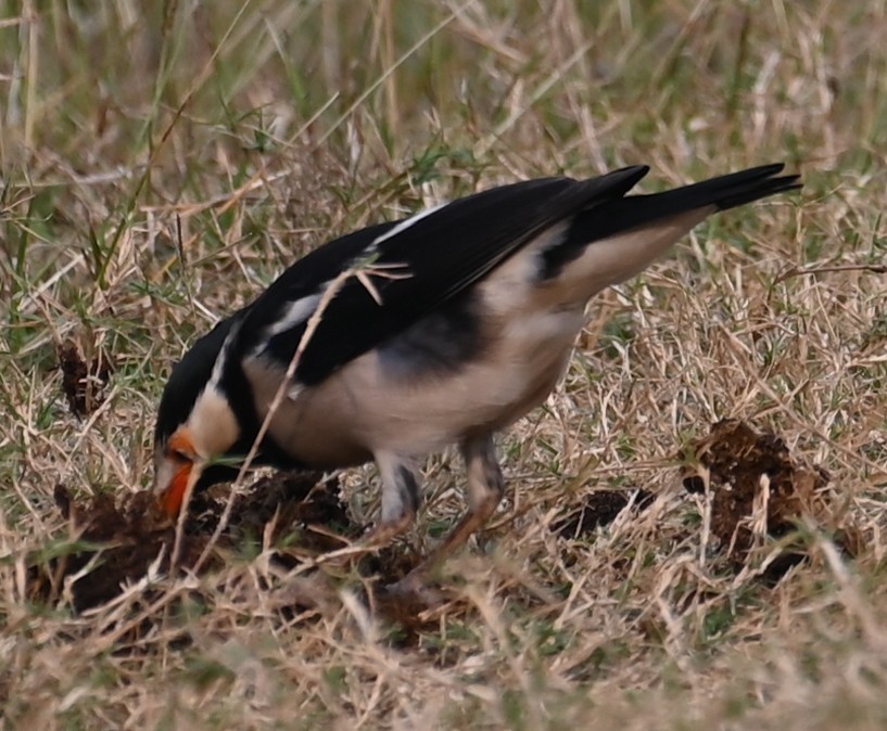 Indian Pied Starling - ML647080843