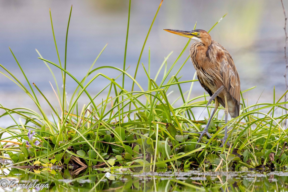 Purple Heron - ML647080845