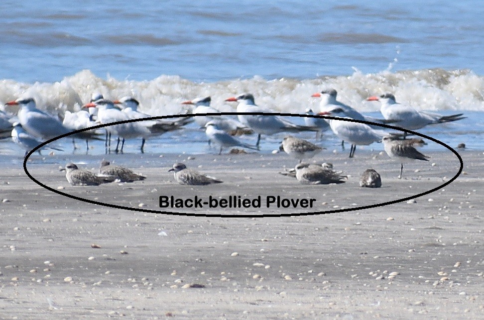 Сивка морська - ML647080846