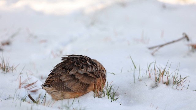 American Woodcock - ML647080848