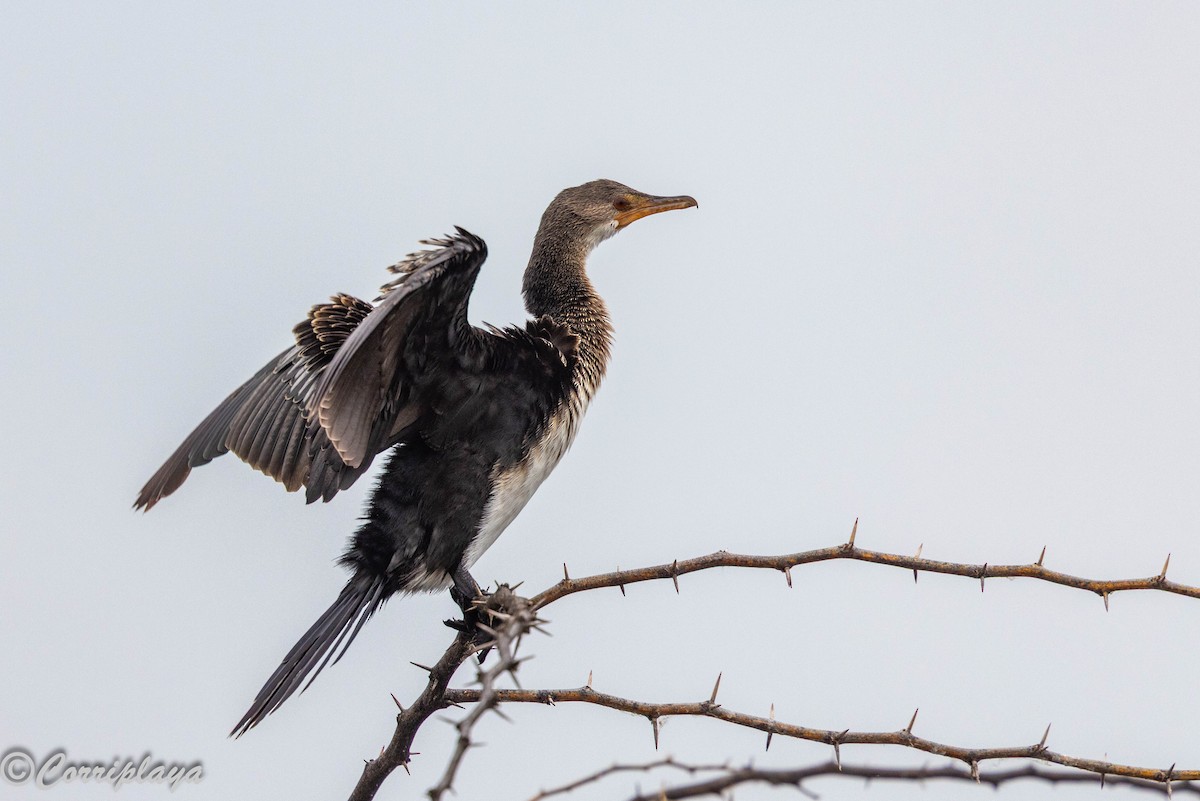 kormorán dlouhoocasý - ML647080850