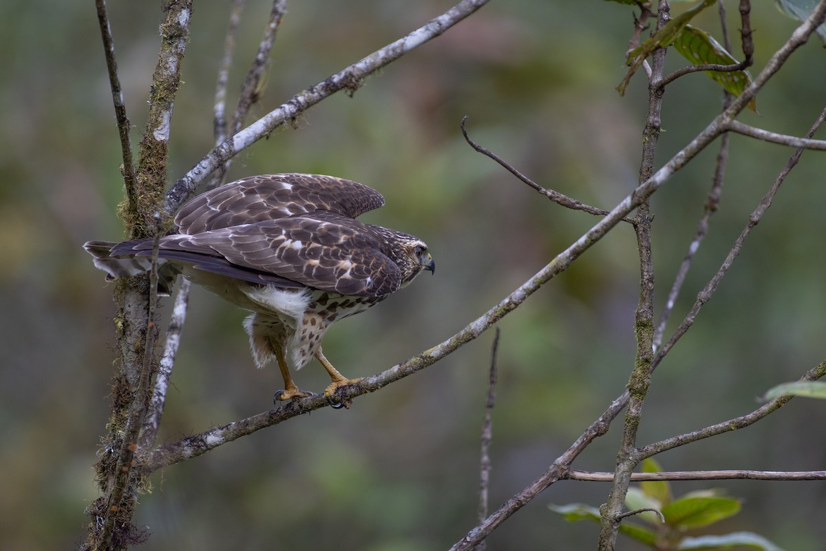 Broad-winged Hawk - ML647080876