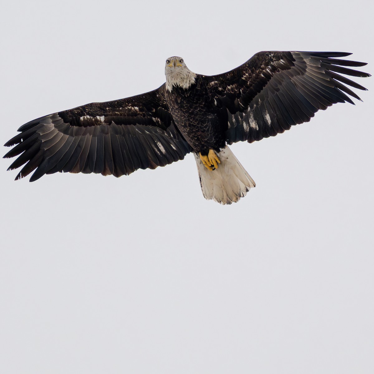 Bald Eagle - ML647080884