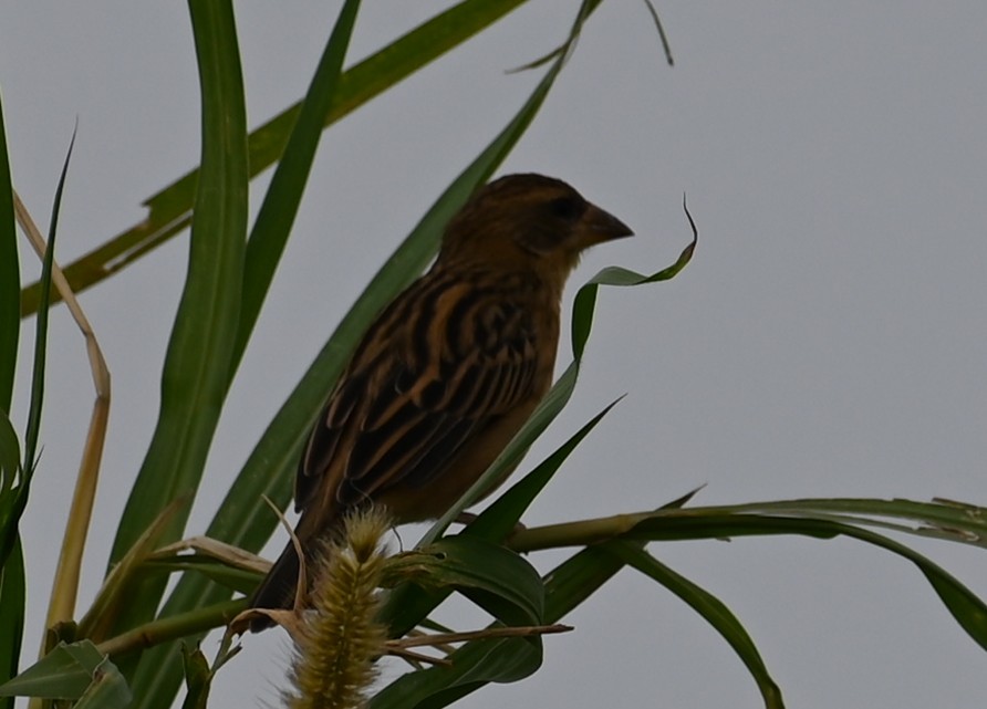 Baya Weaver - ML647080885