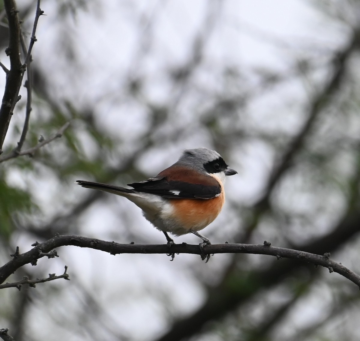 Bay-backed Shrike - ML647080888
