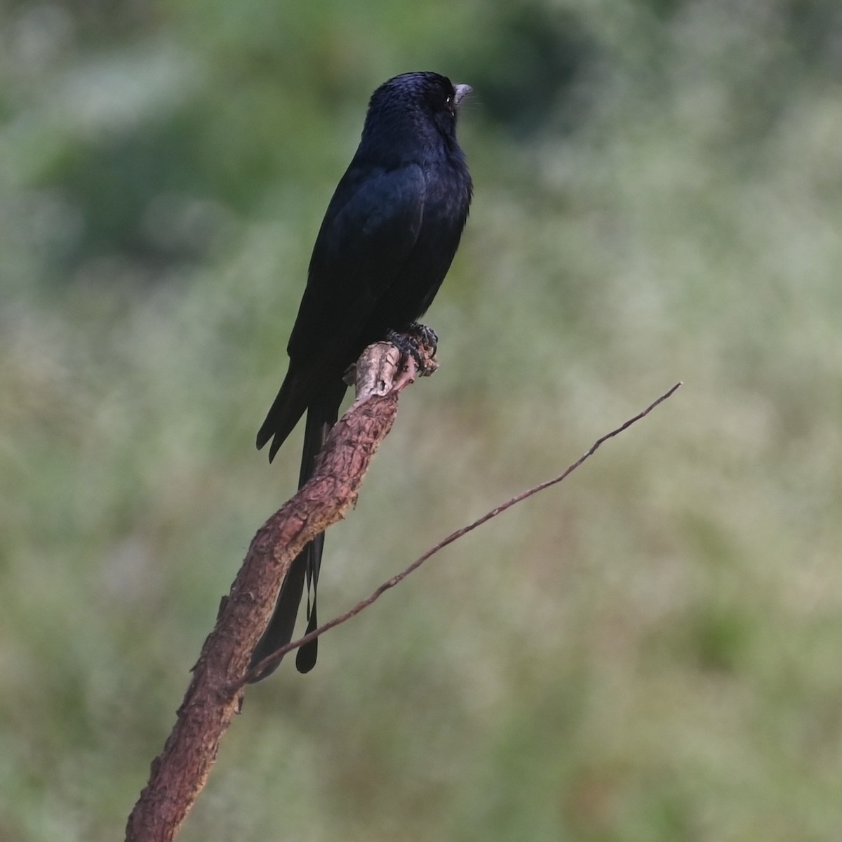 Black Drongo - ML647080891