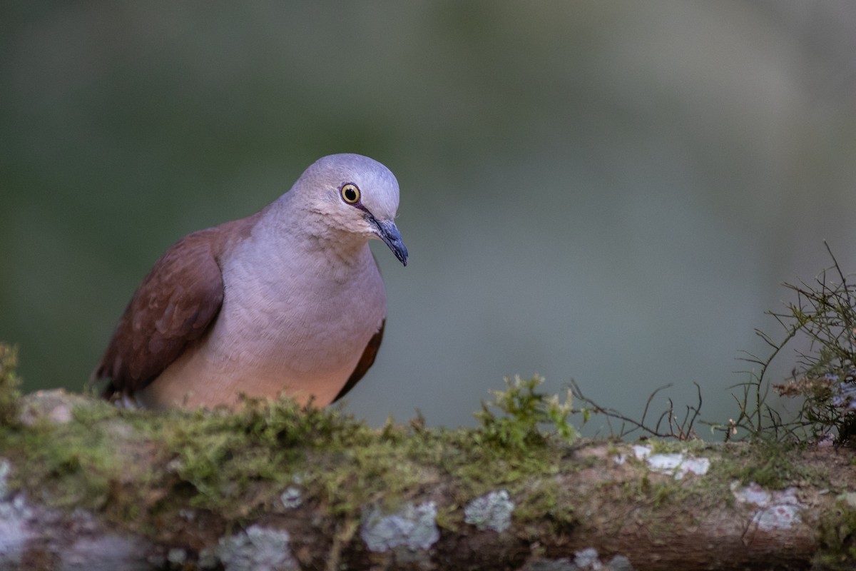 Pallid Dove - ML647080894