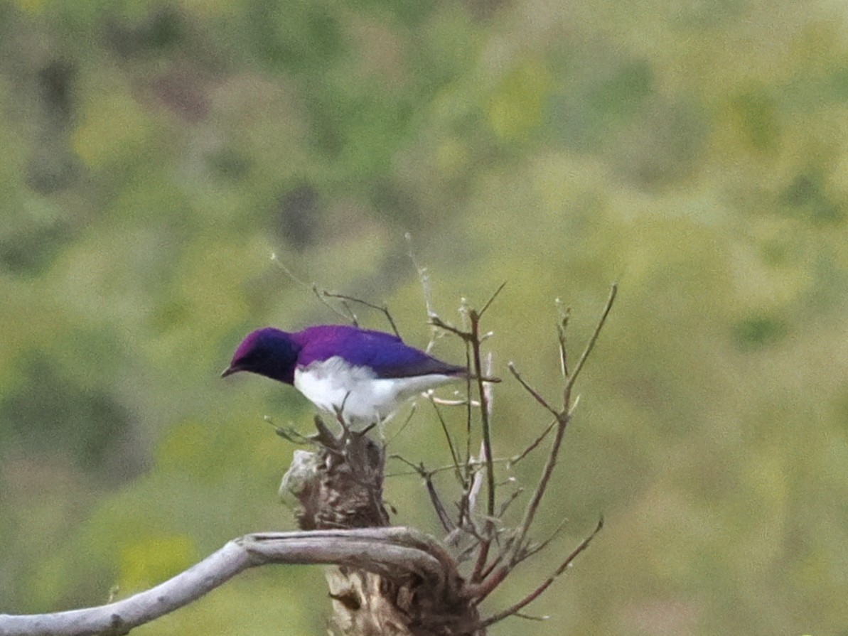 Violet-backed Starling - ML647080903