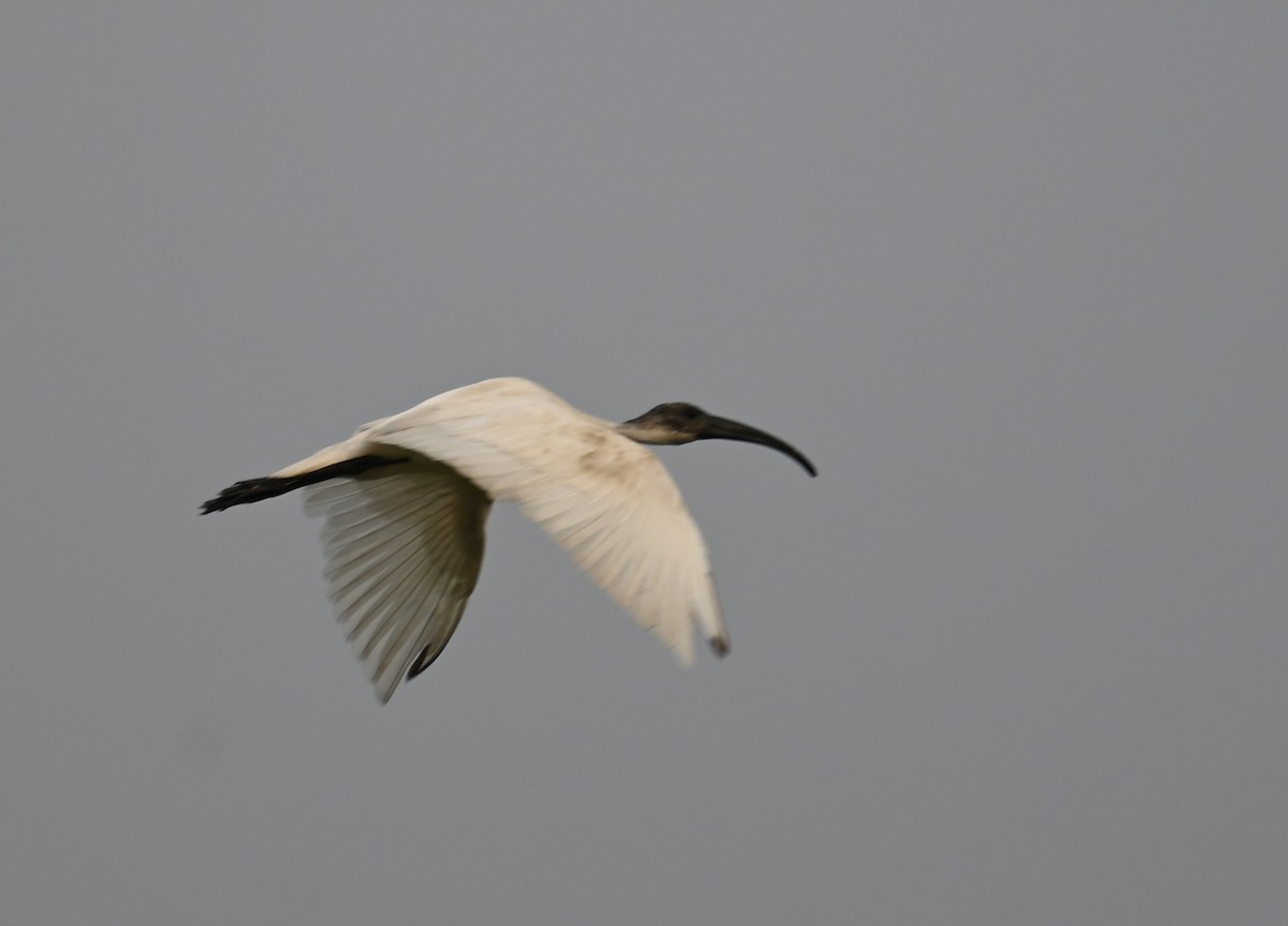 Black-headed Ibis - ML647080904