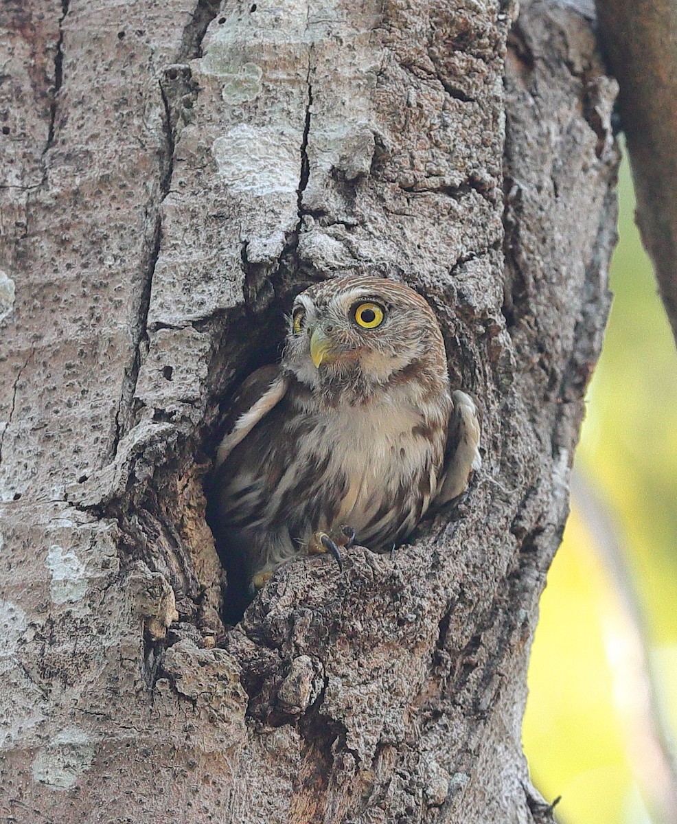 Сичик-горобець рудий - ML647080909