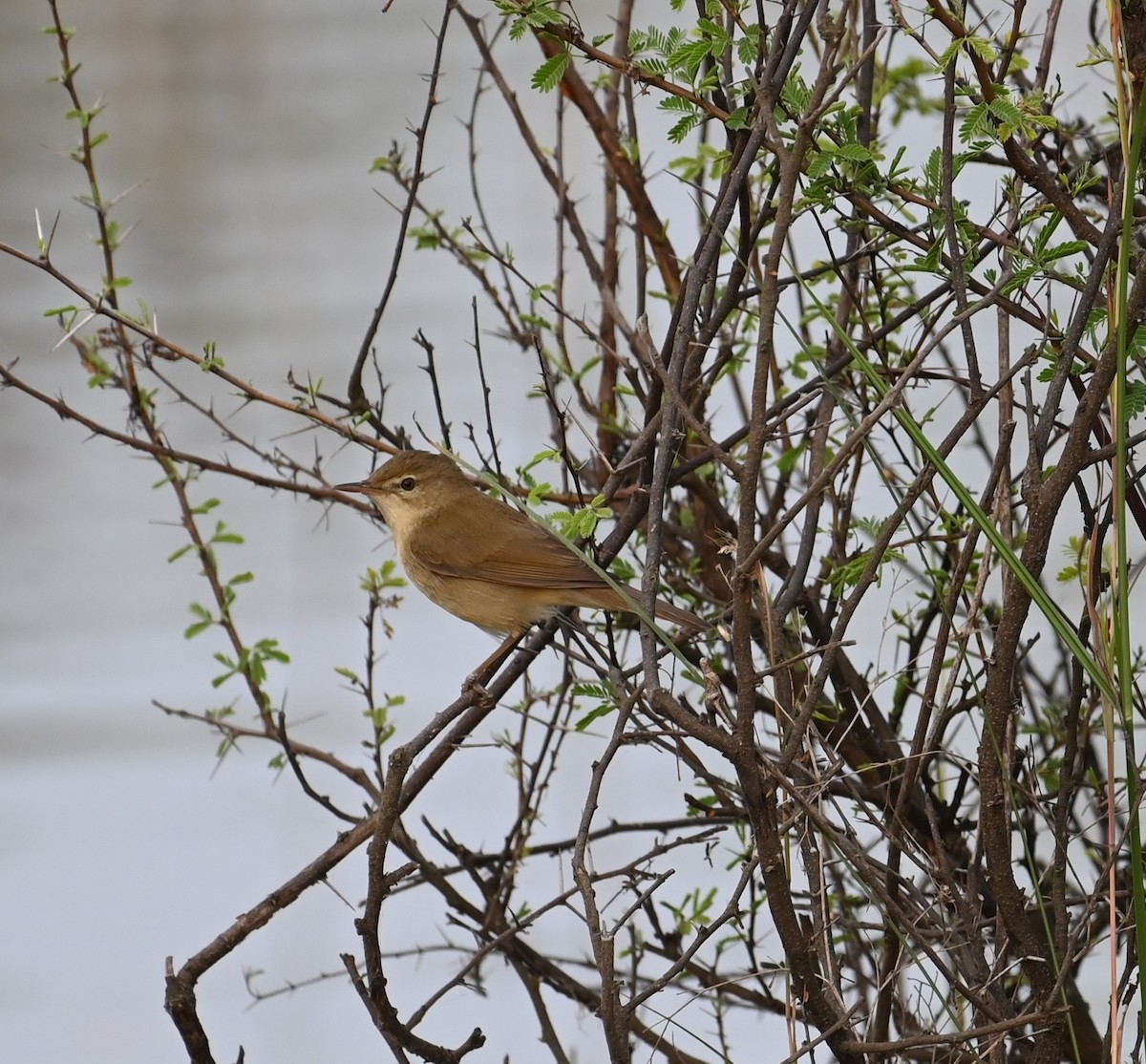 Садовая камышевка - ML647080911