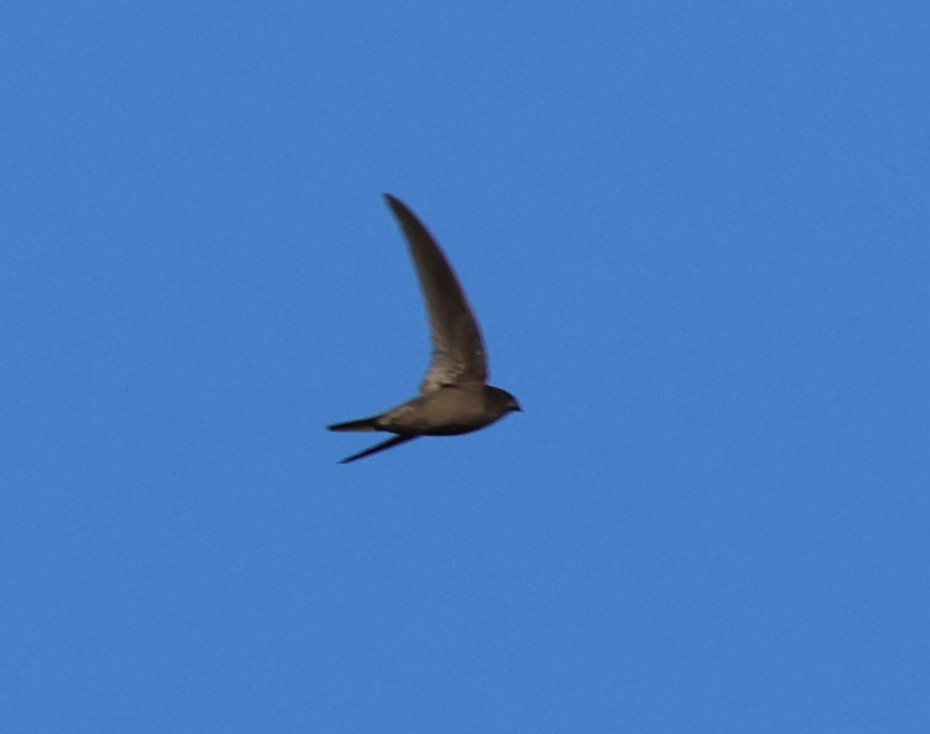 Asian Palm Swift - ML647080913
