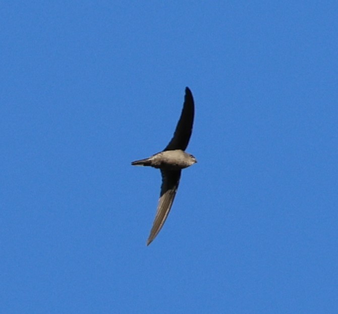 Asian Palm Swift - ML647080914