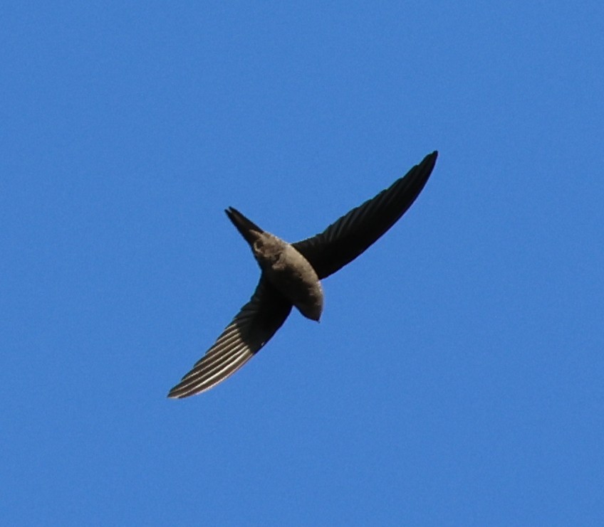 Asian Palm Swift - ML647080915