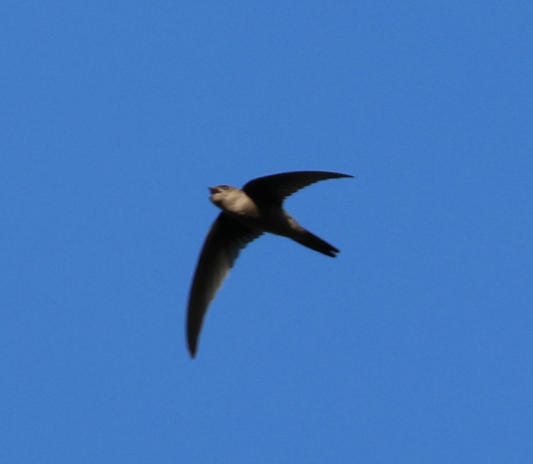 Asian Palm Swift - ML647080916