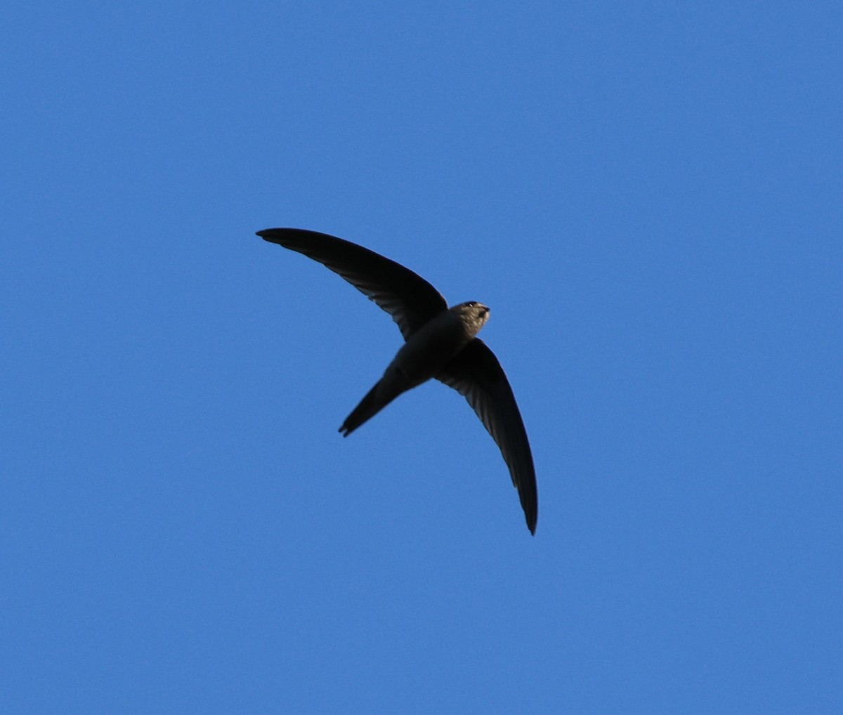 Asian Palm Swift - ML647080917