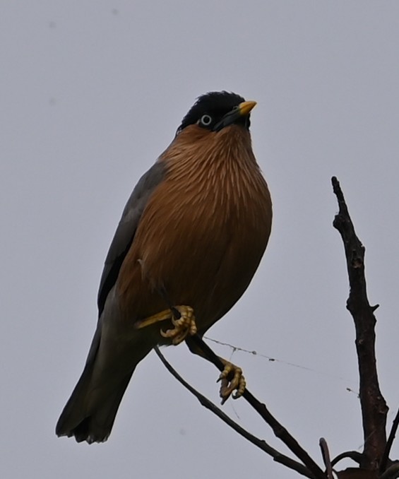 Brahminy Starling - ML647080919