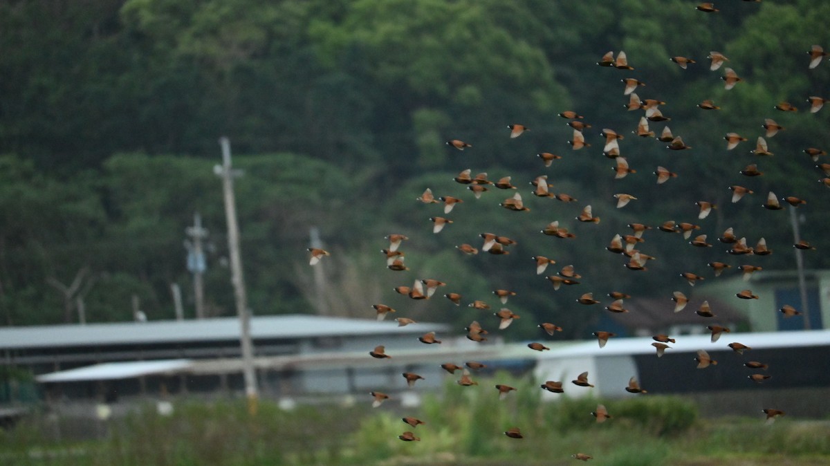 Chestnut Munia - ML647080920
