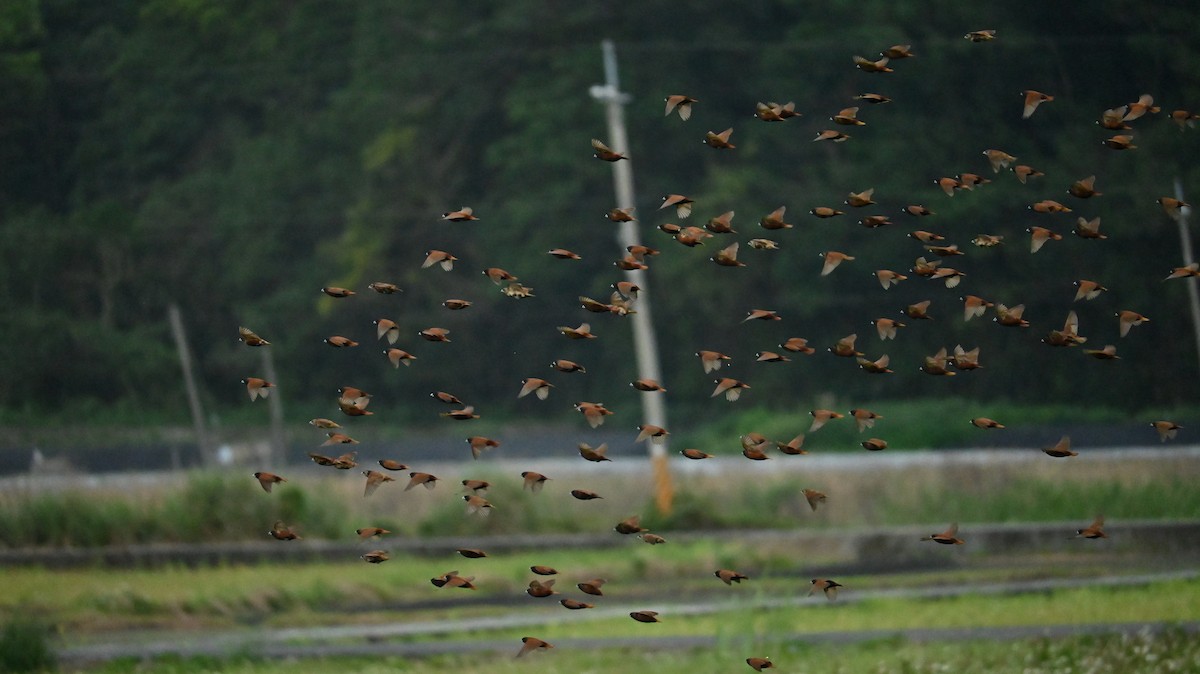 Chestnut Munia - ML647080921