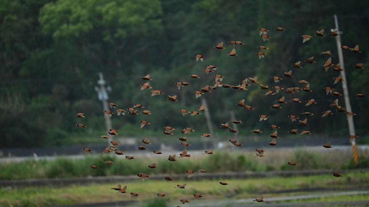 Chestnut Munia - ML647080922