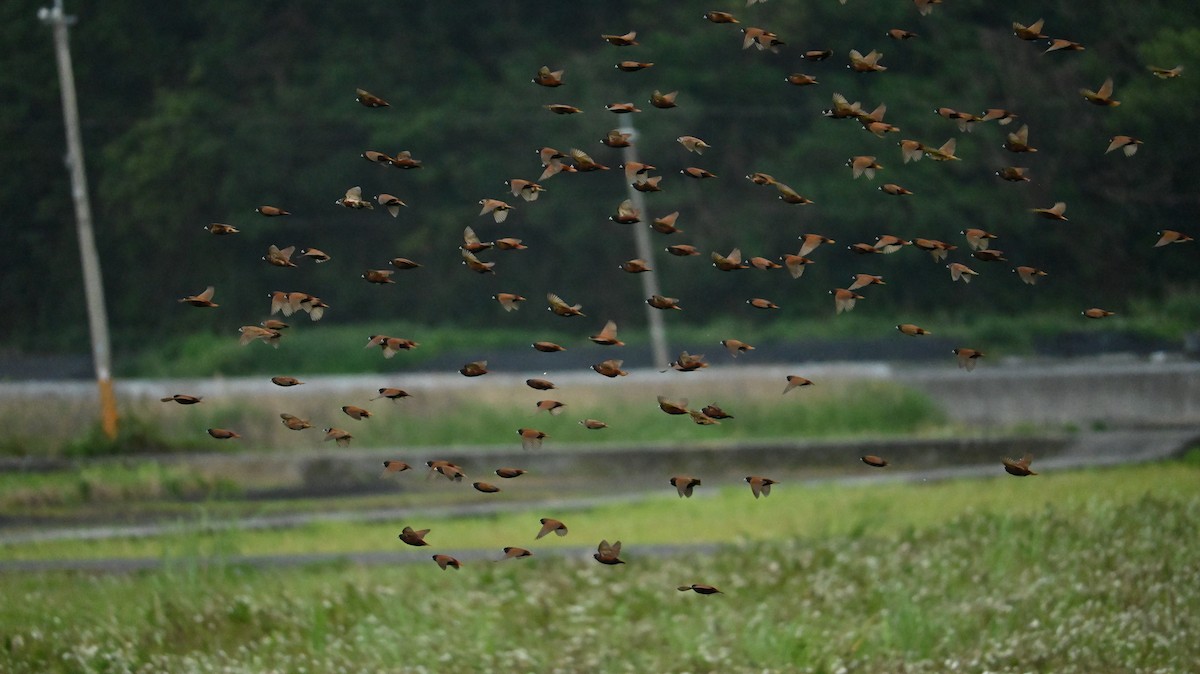 Chestnut Munia - ML647080923