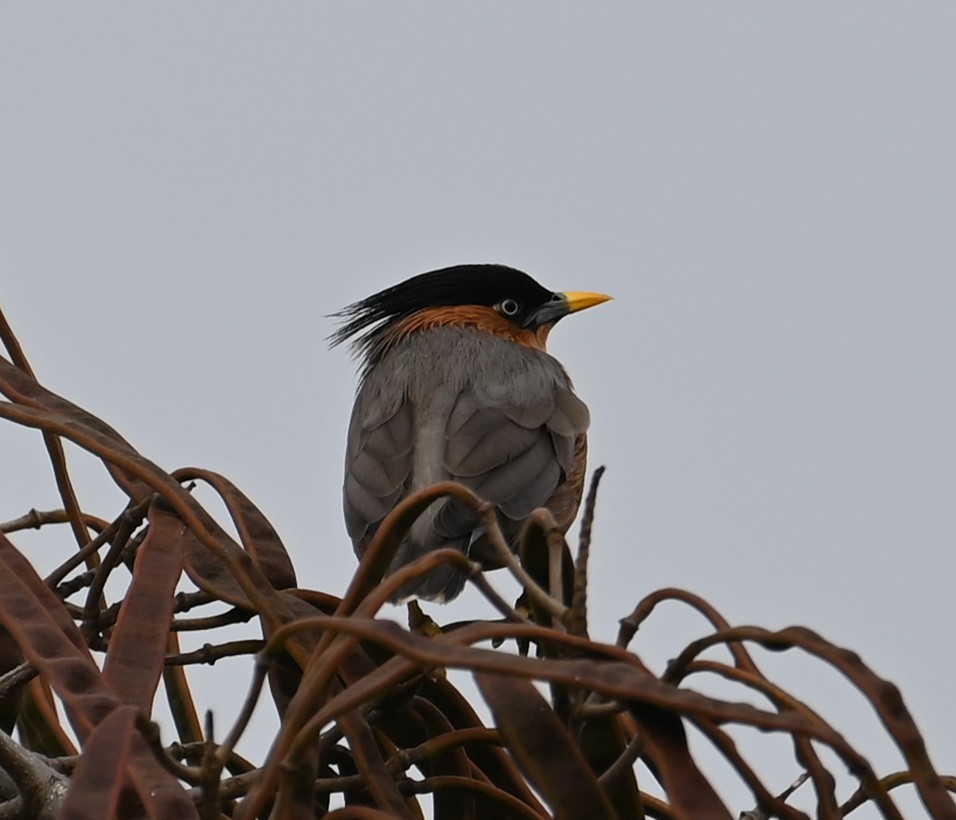Brahminy Starling - ML647080927