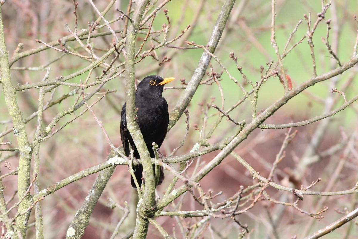 Eurasian Blackbird - ML647080929